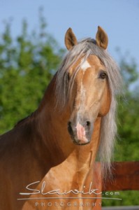 Obrazek